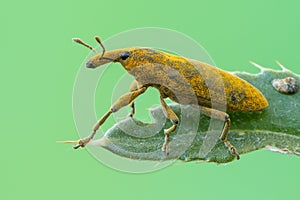 A weevil beetle - Lixus angustatus