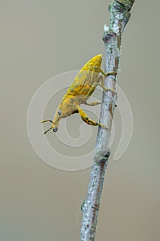 A weevil beetle - Lixus angustatus