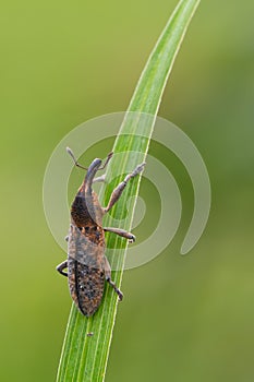 A weevil beetle - Lixus punctiventris