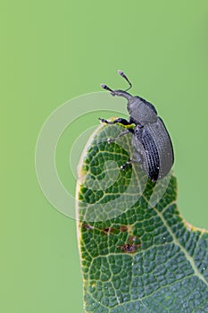 A weevil beetle - Magdalis cerasi