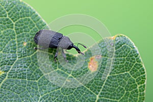 A weevil beetle - Magdalis cerasi