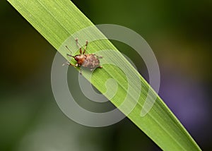 A weevil beetle on a narrow and long leaf of grass