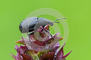 A weevil beetle - Otiorhynchus sp
