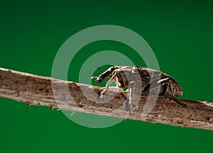 Weevil beetle portrait