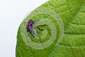 Weevil Beetle (Rhynchites bacchus) on a green leaf. Pest for fruit trees. a problem for gardeners and farmers