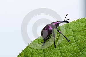 Weevil Beetle (Rhynchites bacchus) on a green leaf. Pest for fruit trees. a problem for gardeners and farmers