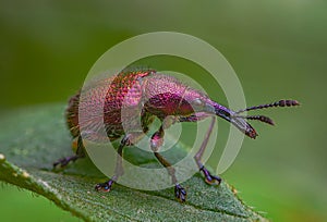 Weevil Beetle Rhynchites bacchus on a green leaf. Pest for fruit trees. a problem for gardeners and farmers