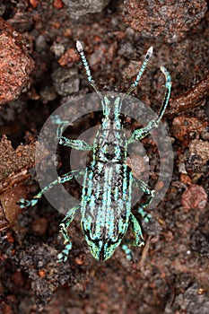 Weevil beetle on the slope of the volcano Reventador.