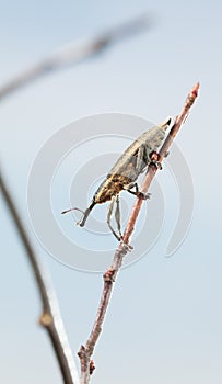 Weevil beetle on tree twig