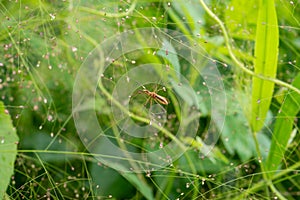 Weevil in Broad-leaved Bowgrass