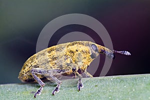 Weevil bug (Lixus acicularis)