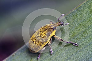Weevil bug (Lixus acicularis)