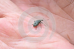 Weevil bug is sitting on opened palm. Insect injuring harvest, Agribusiness