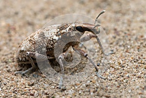 Weevil