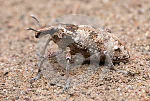 Weevil
