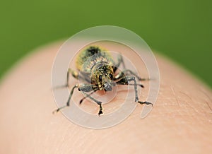 Weevil is crawling on a hand.