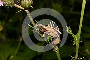 Weevil (Curculio glandium)