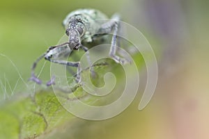 Weevil Curculionidae