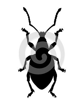 Weevil (Curculionidae) photo