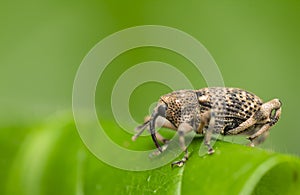 Weevil - Curculionoidea sp.