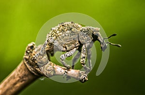 Weevil on the dead bamboo