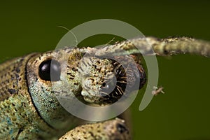 Weevil Face Closeup