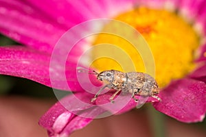 Weevil on garden plant