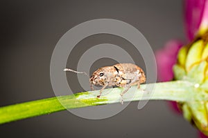 Weevil on garden plant
