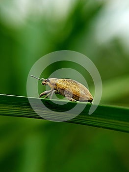 Weevil on a grass leaf. macro photography