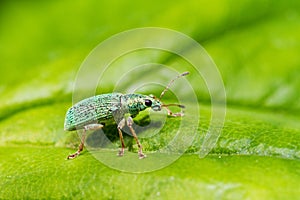 Weevil on green