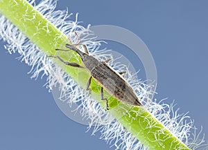 Weevil on green grass
