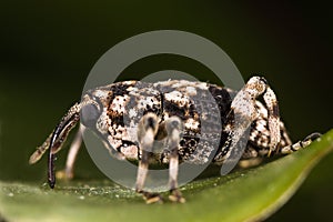 Weevil on green leaf side view