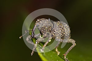 Weevil on green leaf side view