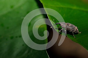 Weevil on leaf