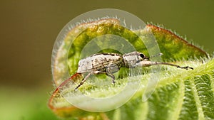 Weevil on a leaf