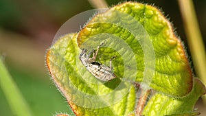 Weevil on a leaf