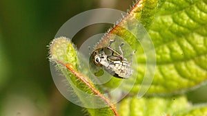 Weevil on a leaf