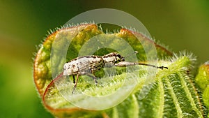 Weevil on a leaf