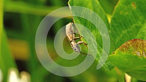 Weevil on a leaf