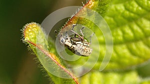 Weevil on a leaf