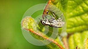 Weevil on a leaf