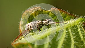Weevil on a leaf