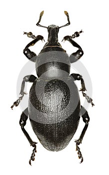Weevil Liparus on white Background