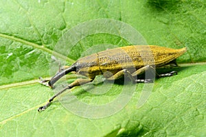 Weevil Lixus iridis on a plant leaf