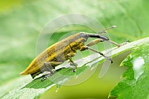 Weevil Lixus iridis on a plant leaf