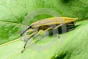 Weevil Lixus iridis on a plant leaf