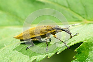 Weevil Lixus iridis on a plant leaf