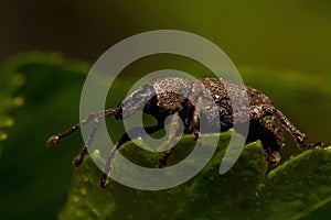 Weevil Otiorhynchus singularis