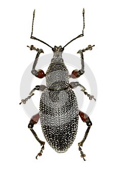 Weevil Otiorhynchus on white Background