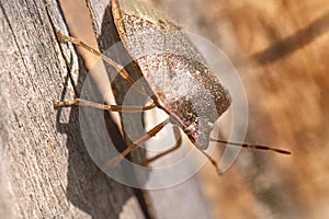 Weevil perched on a roted wood